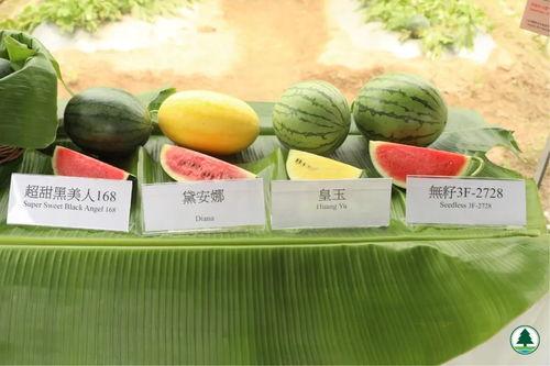 10点吃瓜,揭秘娱乐圈最新热点事件