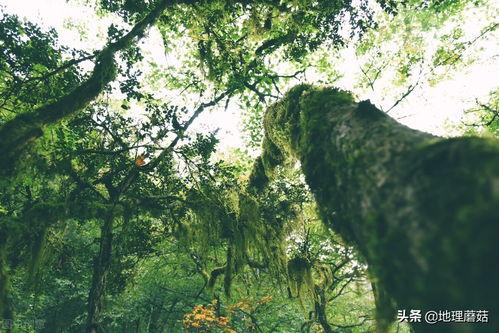 湖北神龙架今日头条,探寻湖北神农架的自然奇观与神秘传说
