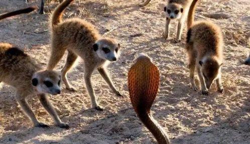 微头条动物保护,共筑动物保护美好家园