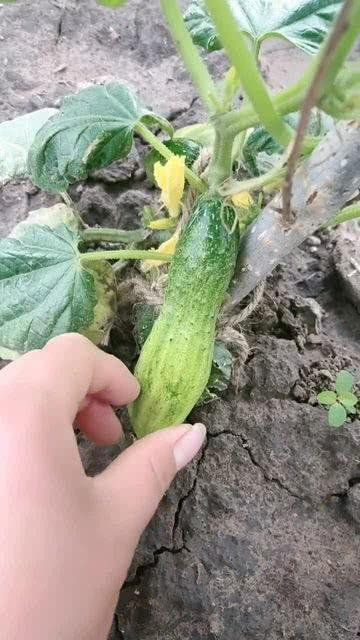 吃的瓜不甜,探寻“吃的瓜不甜”的奥秘