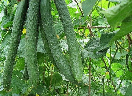 每天都在吃瓜的路上,每日吃瓜路上的趣味人生