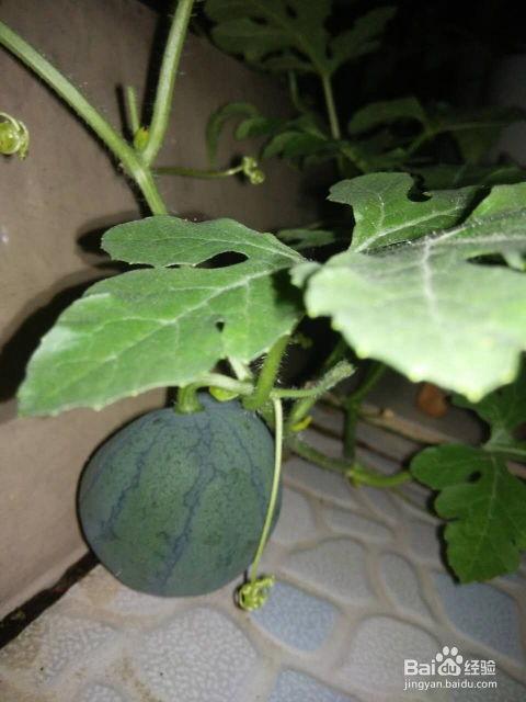 带籽吃的瓜,带籽瓜果的美食之旅