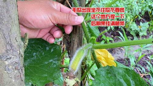 毛瓜烂了可以吃吗,毛瓜烂了还能吃吗？揭秘食品安全与保存小常识