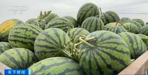 穿书成吃瓜,一场穿书成瓜的奇幻冒险