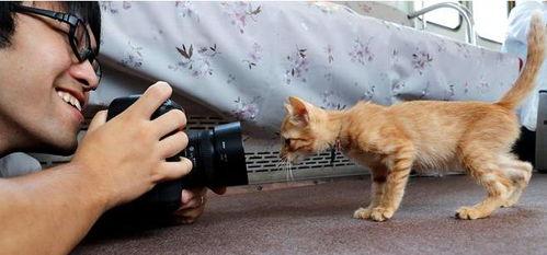 日本人养网红猫吗,萌宠经济下的猫咪热潮