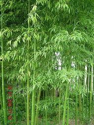 香港网红竹子,绿意盎然的生活美学倡导者