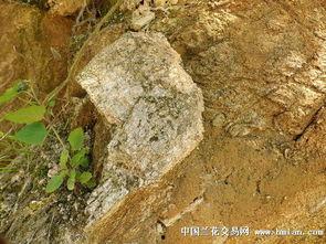 大山看料,揭秘市场脉搏，洞察行业风向标