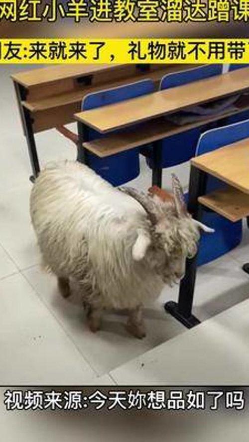 网红羊羊,萌态可掬的羊界明星