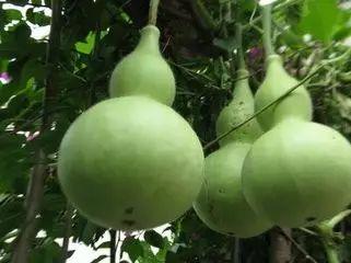 炒熟的葫芦瓜怎么吃,炒熟葫芦瓜的多彩吃法探索